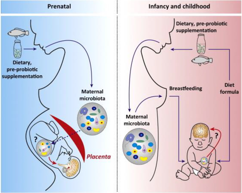 Figure 1: Transfer of the maternal microbiota to the infant and related factors