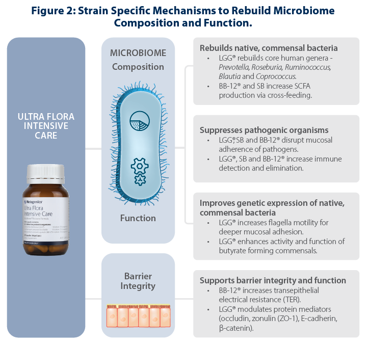Figure Two: Strain Specific Mechanisms to Rebuild Microbiome Composition and Function.