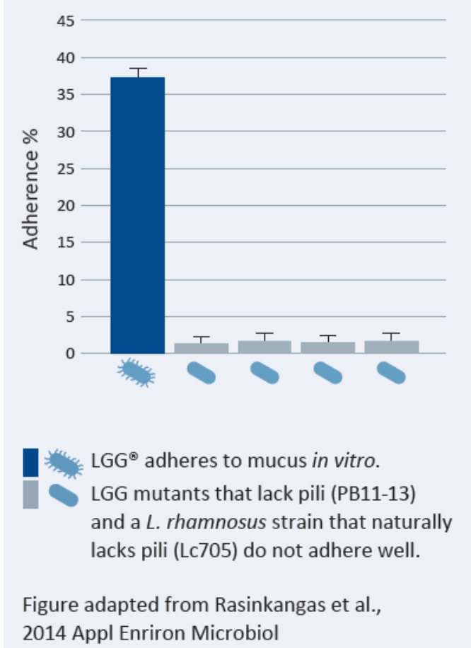 Figure 2: LGG® Mucus Adhesion v GG Mutants.