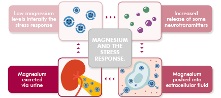 Figure One: Magnesium and the Stress Response.