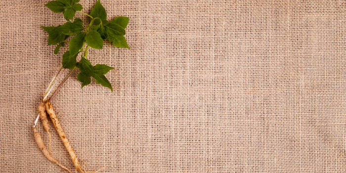 a green-leafed plant with its roots exposed, on a textured fabric surface