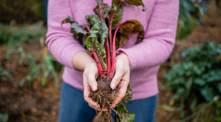 Woman's hands holding rhubarb plant