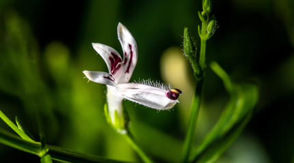 Andrographis flower