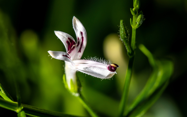 Andrographis flower