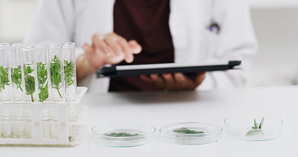 Antimicrobial Herbs for the Management of Dysbiosis