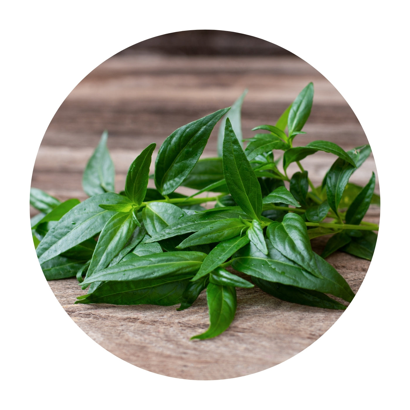 Image of Andrographis Plant