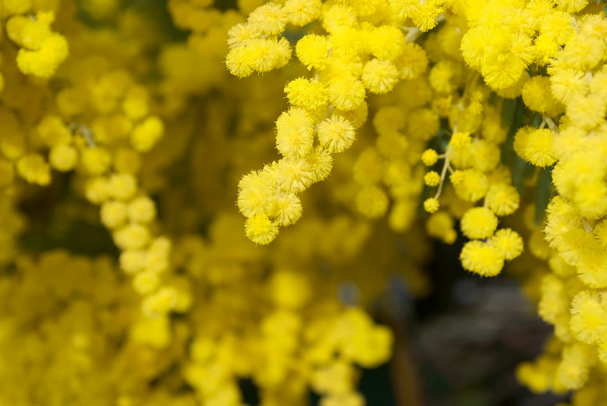 Acacia excipient